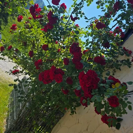 Erd's Hoimatle 3* Jungholz