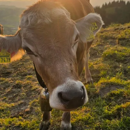 Erd's Hoimatle Jungholz