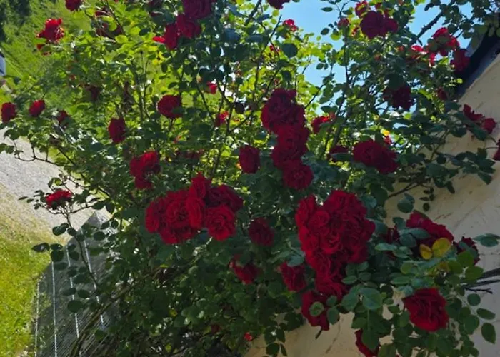 Erd´s Hoimatle 3* 容霍尔茨