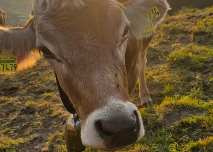 Erd´s Hoimatle 容霍尔茨